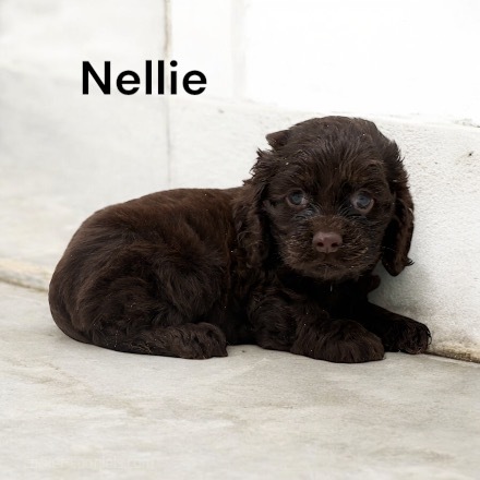 puppy, for, sale, Cocker Spaniel, Joe & Cherri  Overlease, dog, breeder, Miller, MO, dog-breeder, puppy-for-sale, forsale, nearby, find, puppyfind, locator, puppylocator, aca